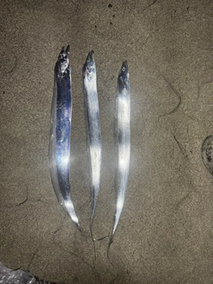 タチウオの釣果