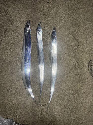 タチウオの釣果