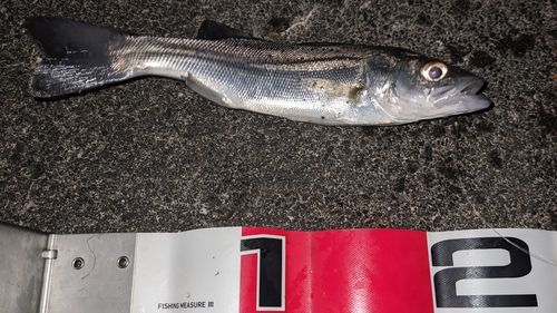 セイゴ（タイリクスズキ）の釣果