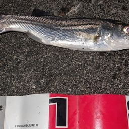 セイゴ（タイリクスズキ）