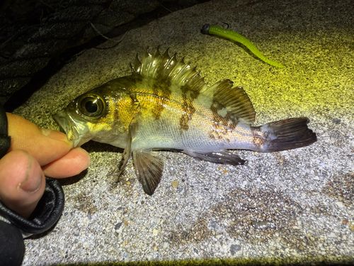メバルの釣果