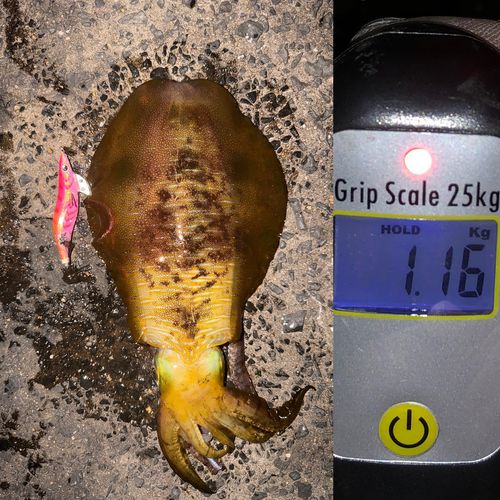 アオリイカの釣果