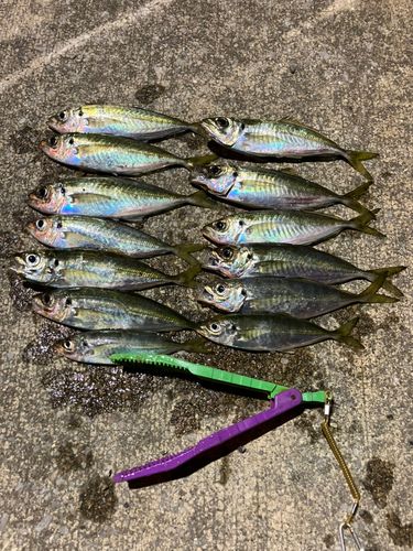 アジの釣果
