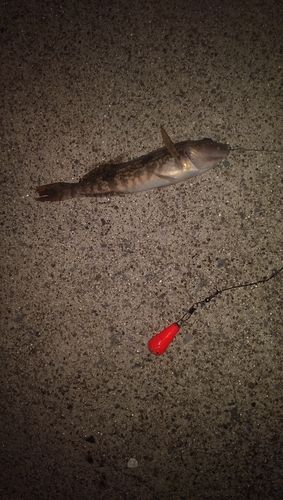 アイナメの釣果