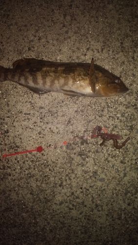 アイナメの釣果