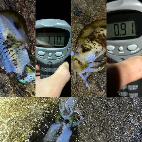 アオリイカの釣果