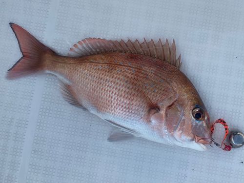 マダイの釣果