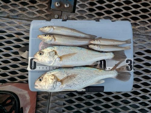 イシモチの釣果