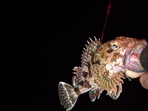 アラカブの釣果