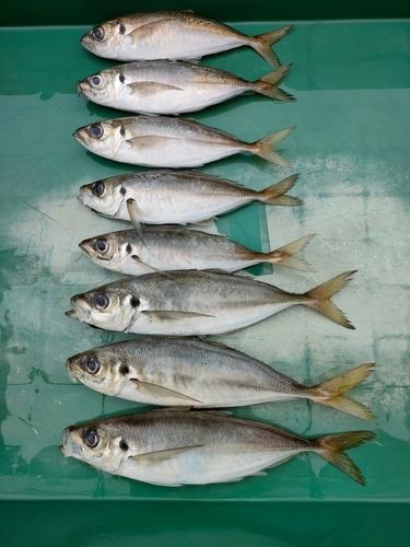 マアジの釣果