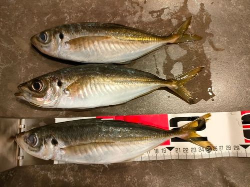 マアジの釣果