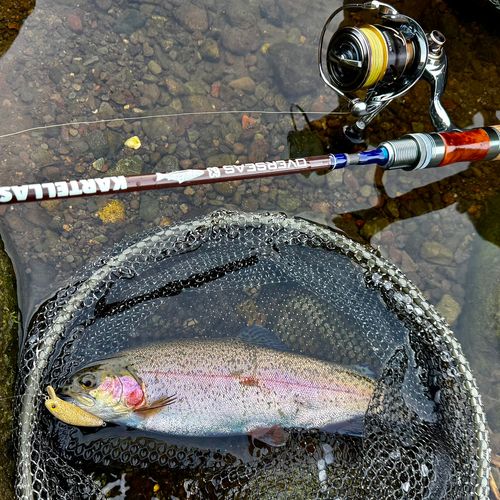 ニジマスの釣果