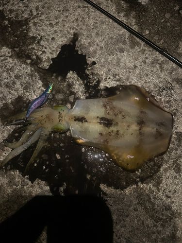 アオリイカの釣果