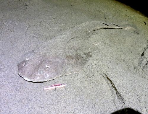 カスザメの釣果