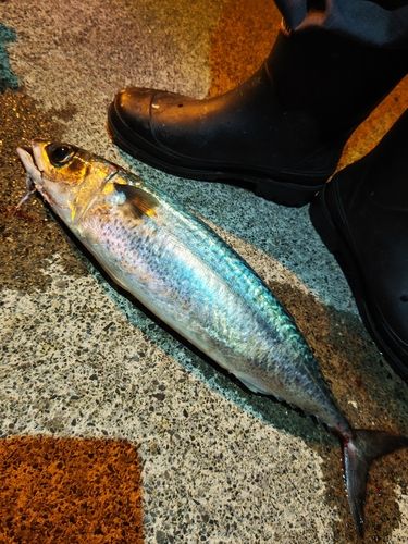 サバの釣果