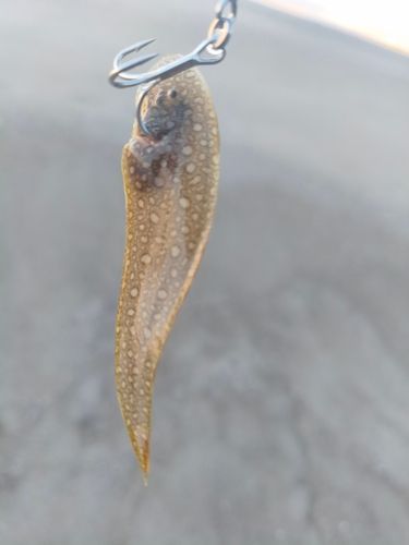 シタビラメの釣果