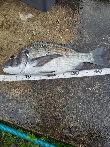 クロダイの釣果