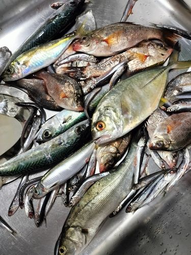 ウルメイワシの釣果