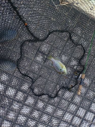 ブルーギルの釣果