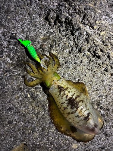 アオリイカの釣果