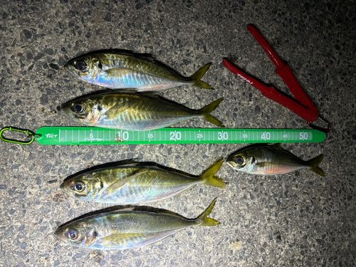 マアジの釣果