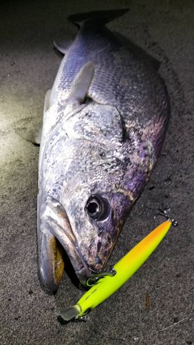 オオニベの釣果