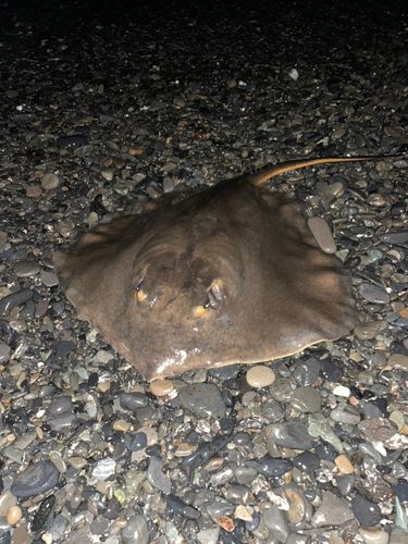 アカエイの釣果