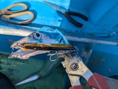 タチウオの釣果