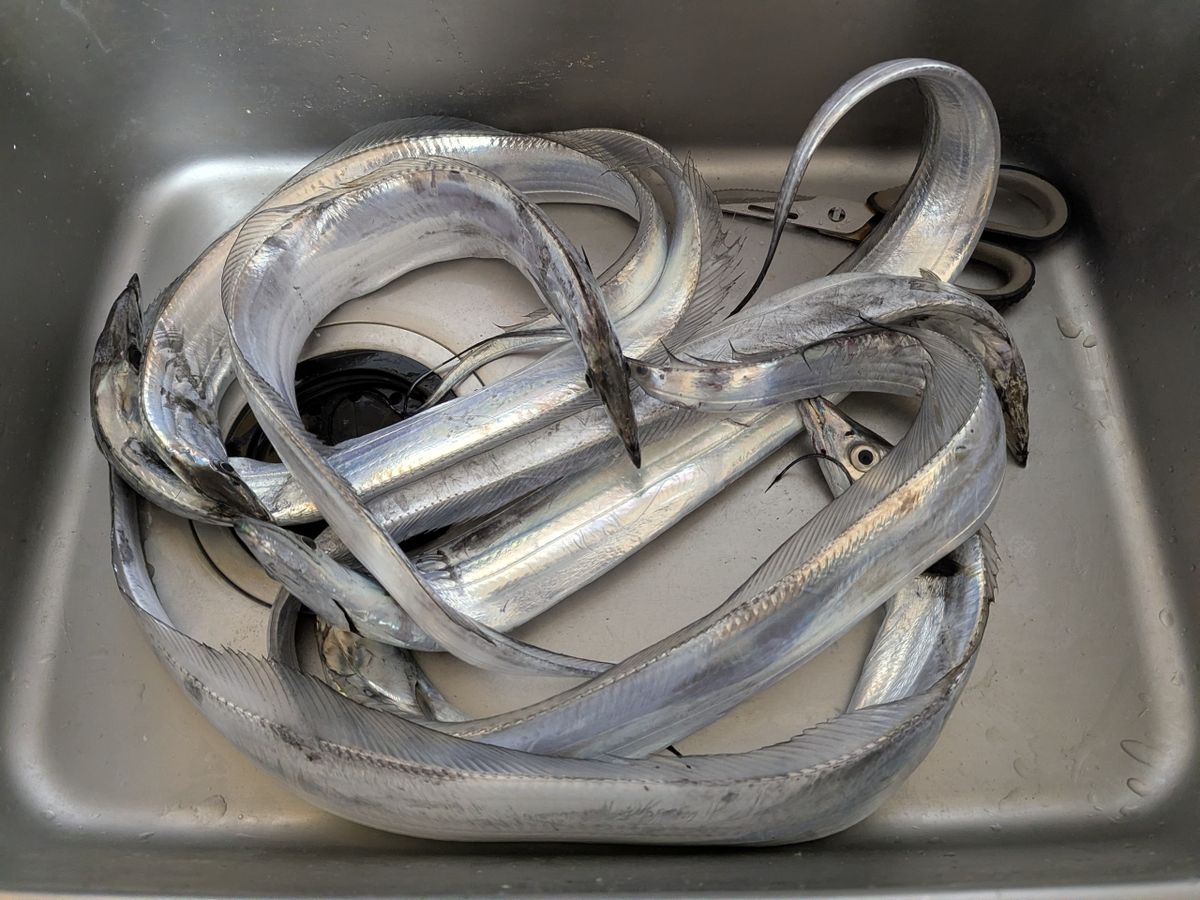 F•EATER ルアーマソさんの釣果 2枚目の画像