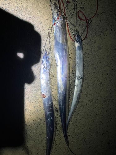 タチウオの釣果