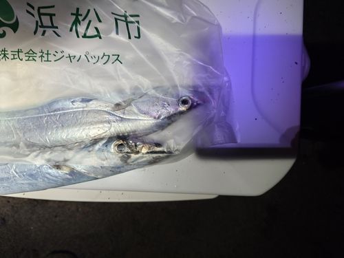 タチウオの釣果