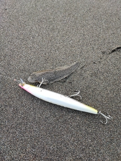 シタビラメの釣果