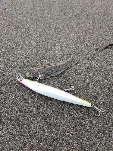 シタビラメの釣果