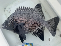 イシガキダイの釣果