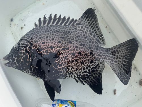 イシガキダイの釣果