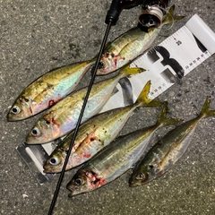 アジの釣果
