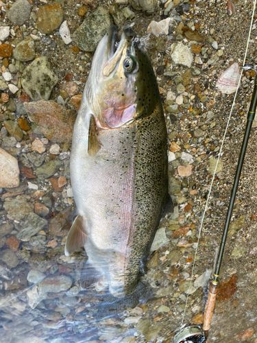 ニジマスの釣果