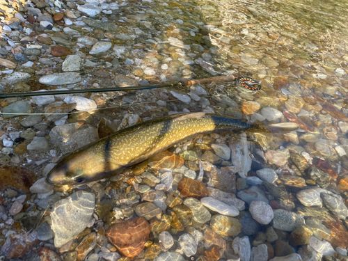 アメマスの釣果