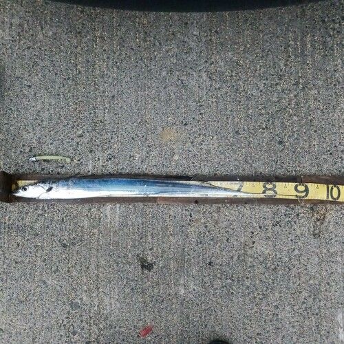 タチウオの釣果