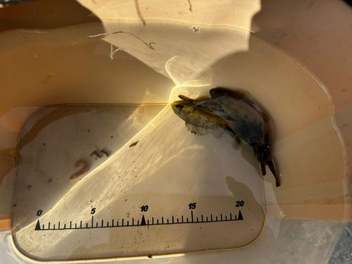 タカノハダイの釣果