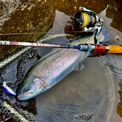 ニジマスの釣果