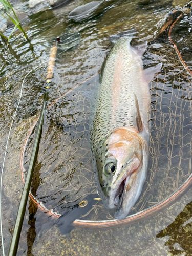 ニジマスの釣果