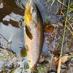 ブラウントラウト