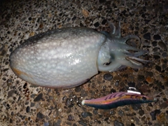 シリヤケイカの釣果