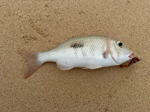 マトフエフキの釣果