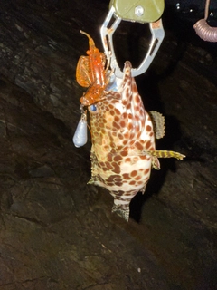 イシミーバイの釣果