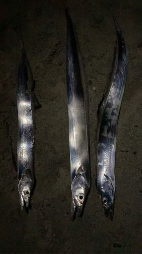 タチウオの釣果