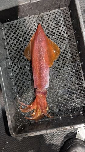 ケンサキイカの釣果