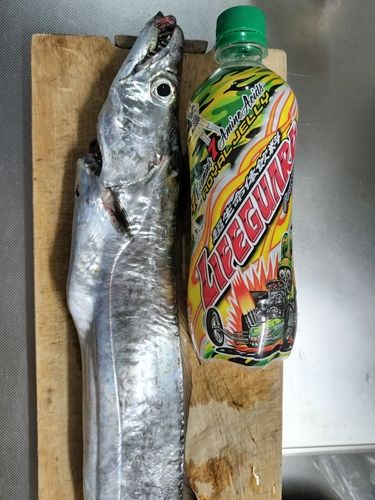 タチウオの釣果