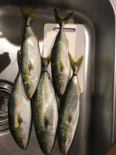 フクラギの釣果